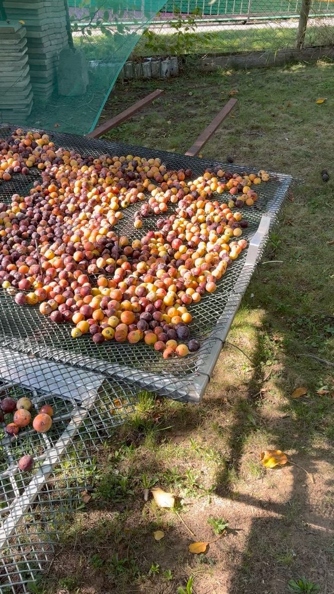 Plody oskoruše rozložené na kovovém sítu, od žlutých po tmavě hnědé hniličky